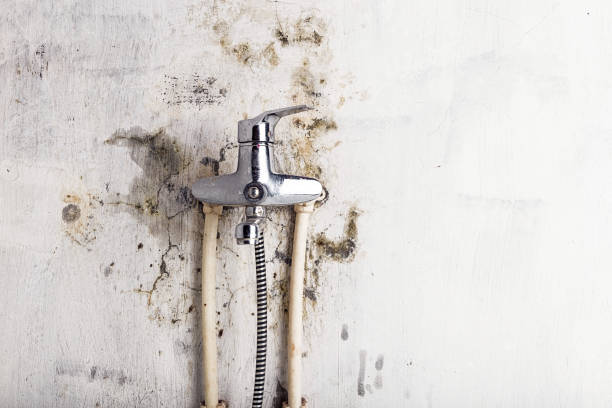 Home Mold Removal in Newark, NY