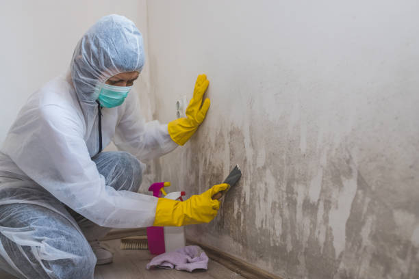 Best Professional Mold Removal  in Newark, NY