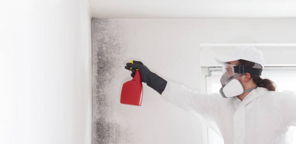 Reliable Newark, NY Mold Removal Solutions