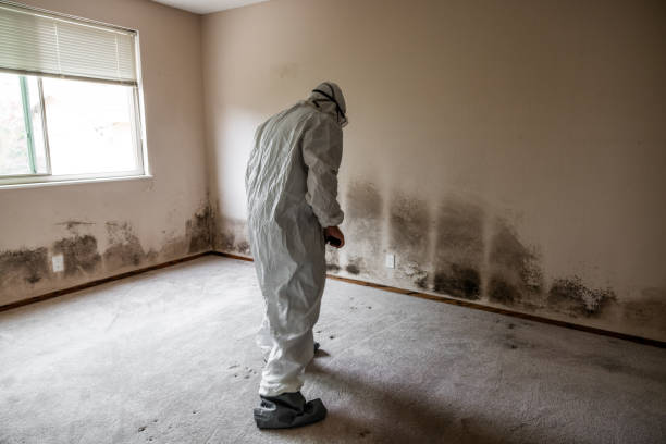 Mold Removal Process in Newark, NY