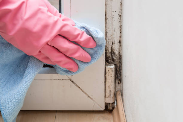 Best Certified Mold Removal  in Newark, NY