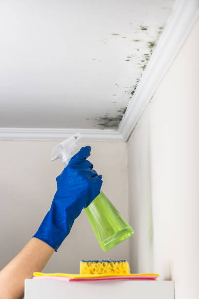 Reliable Newark, NY Mold Removal Solutions